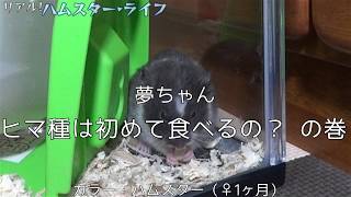 子ハムにヒマ種をあげてみた！初めて食べるの？【Hamster】