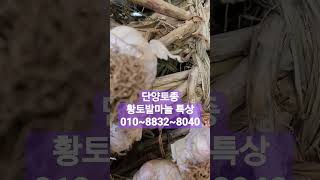 단양 황토 토종 육쪽 밭마늘 원조 육쪽이네요