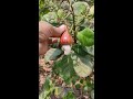 kaju ka ped cashew tree viral video