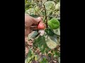 kaju ka ped cashew tree viral video