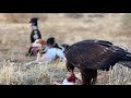 Golden Eagle Hunting Action