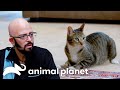 Monty Eats EVERYTHING in Sight | My Cat From Hell | Animal Planet