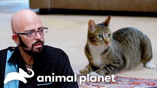 Monty Eats EVERYTHING in Sight | My Cat From Hell | Animal Planet