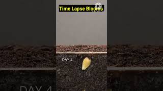 WATCH Your Lemon Plant GROW in Seconds! #gardening #ytshorts #shorts #gardeningtips  #timelapse