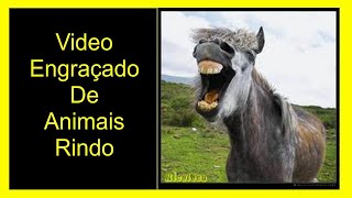 Video engraçado de animais rindo,passarinho,burros,leao