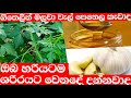 පාරම්පරික ඖෂධීය වැල්පෙනල ශාකයේ වට්ටෝරුව /walpelena