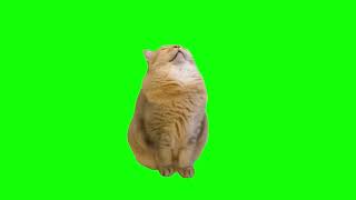 【猫ミーム素材】いびき をかく 寝る 上向き 寝る 猫 snore sleep cat meme green screen【グリーンバックスクリーン】