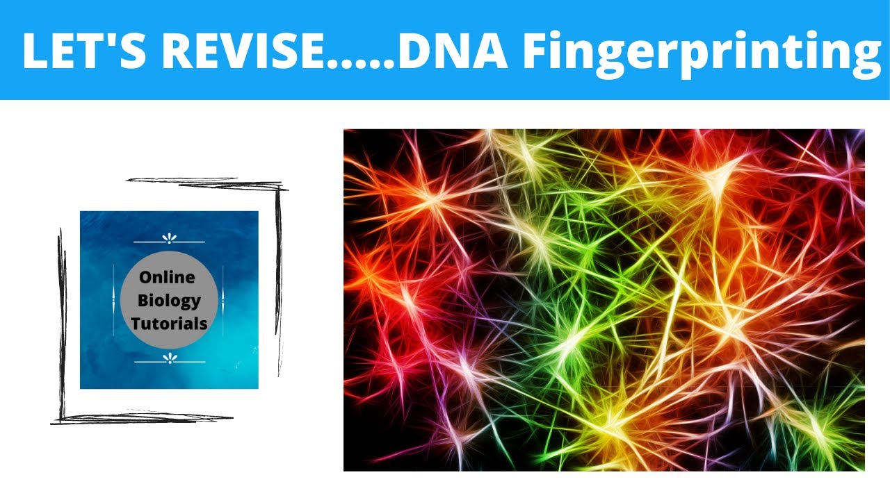 DNA Fingerprinting - YouTube