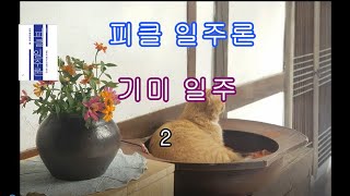 [피클일주론] 61- 2 기미일주 2 - 피클의 행복한 명리