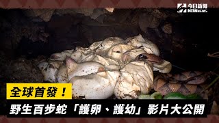 全球首發！野生百步蛇「護卵、護幼」影片大公開｜NOWnews