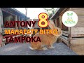 Antony 8 mahafaty Bitro tampoka!!