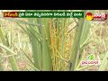 dates farming in telugu ప్రయోగాత్మకంగా ఖర్జూరం సాగు @sakshitvsagubadi