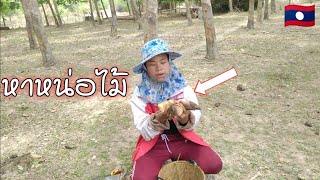 สาวลาวงัดหน่อไม้หนามหลายๆ/ຫາໜໍ່ໄມ້ໜາມຫຼາຍໆ #หน่อไม้