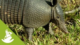 The nine-banded armadillo