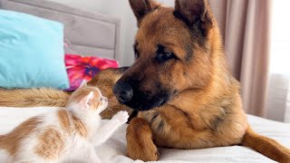 Adorable German Shepherd Loves Tiny Kitten