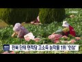 뉴스데스크 고소득 작목 1위 인삼