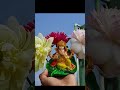 Journey of a lotus in 1 minute