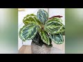 types of calathea varieties of calathea