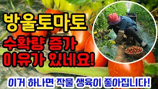 방울토마토 두배로 수확하는 비결!  고품질 방울토마토 수확!