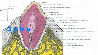 Лекція  - Зуб