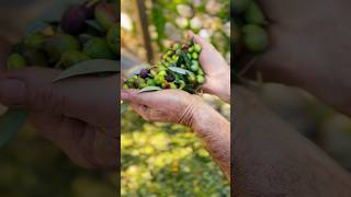 Olive harvest at OliveStone Village!