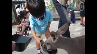 神戸どうぶつ王国　カンガルーに餌やり