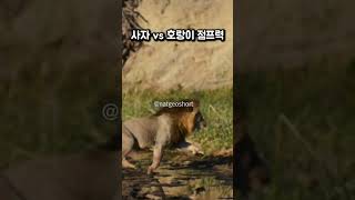 사자 vs 호랑이 점프 비교