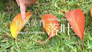 【陈老师的自然美育】01.落叶寻踪 Dancing Leaves｜Natural Aesthetic Activity｜亲子教育｜自然教育