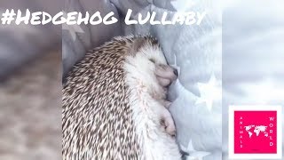 🌜 10 hours hedgehog 🌙 lullaby: Fast method to fall asleep 💤