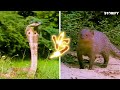 പണി ചോദിച്ചു വാങ്ങിച്ച മൃഗങ്ങൾ animals that messed with wrong opponents malayalam storify