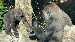 gorlla ママのご飯を取っちゃうスモモ【2025年‎1月10日】【上野動物園】ゴリラ💗Sumomo taking mummy's food.