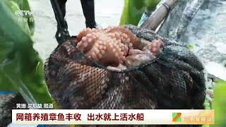 [三农长短说]福建连江 网箱养殖章鱼丰收 出水就上活水船 | 农业致富经 Agriculture And Farming