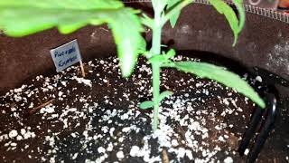 LST 1 Pineapple Express Auto - Day 16 from seed, indoor grow, 23 Jan 2021