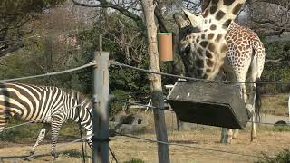 シマウマ チサトちゃん🦓年末・元日の様子 天王寺動物園のアフリカサバンナゾーン 4k動画 Zebra