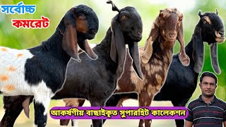 সর্বোচ্চ কমরেটে আকর্ষণীয় সুপারহিট খামার উপযোগী হাই কোয়ালিটি দুধের,গাভীন ও মা বাচ্চা ছাগল কিনুন।