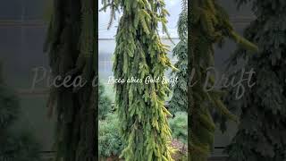 Picea abies Gold Drift