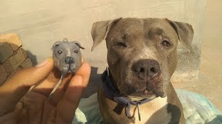Customized key chains for your pet..