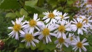 White Aster - Sumaraster -  Aster - Stjörnufíflar - Sumarblóm