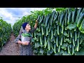 Harvesting Cucumbers  | Pickle Making and Lemon Chicken Recipe