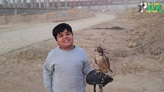 Shaheen Falcon Breaks Off Lure to Hunt – Time for Adjustments!