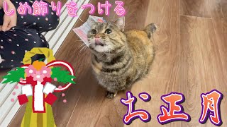 お正月！しめ飾りを初めて見た猫の反応が可愛い！