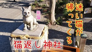 【猫神社】居なくなった猫が家に帰ってくる！！不思議な神社！！『阿豆佐味天神社』