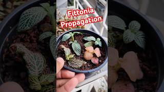 Fittonia Propagation ☘️ খুব সহজেই ফিটোনিয়া গাছ বড় করুন আপনার বারান্দায় ☘️ #fetonia #plantbased