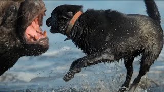 #Sea lions vs  dog