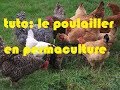 poulailler et permaculture