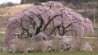 三春滝桜(2011.4.22)