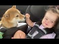 Funny Babies Playing with Dogs Compilation - Funny Baby and Pets  Cool Peachy