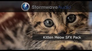 Kitten Meow SFX Pack (Royalty-Free Sound Effects)