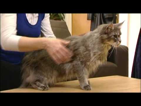 How to tell if your cat is overweight How to tell if your cat is overweight