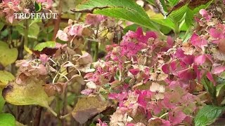 Comment tailler les hortensias ? -  Truffaut